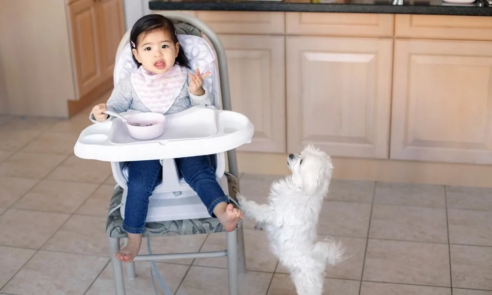 Un enfant assise sur une chaise haute évolutive